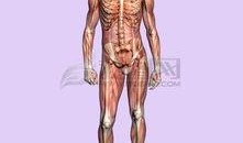 人体模型最新爆料,科技与健康的完美融合